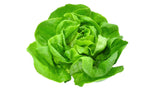 Baby Butterhead Lettuce - Net: 100g | Gross: 180g - Gourmet Garden