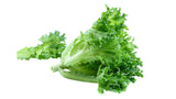 Frill Lettuce - Net: 150g | Gross: 225g - Gourmet Garden