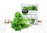Frill Lettuce - Net: 150g | Gross: 225g - Gourmet Garden