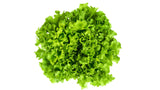 Green Batavia Lettuce - Net: 150g | Gross: 250g - Gourmet Garden