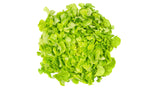 Green Oak Lettuce - Net: 150g | Gross: 250g - Gourmet Garden