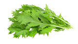 Mizuna - Net: 125g | Gross: 200g - Gourmet Garden