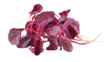 Red Amaranthus - Net: 150g | Gross: 225g - Gourmet Garden