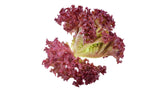 Lollo Rosso Lettuce - Net: 150g | Gross: 250g - Gourmet Garden