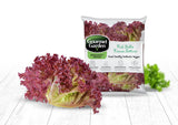 Lollo Rosso Lettuce - Net: 150g | Gross: 250g - Gourmet Garden