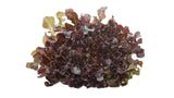 Red Oak Lettuce - Net: 150g | Gross: 250g - Gourmet Garden