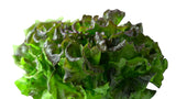 Red-Tinted Batavia Lettuce - Net: 150g | Gross: 250g - Gourmet Garden