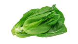 Romaine Lettuce - Net: 150g | Gross: 250g - Gourmet Garden