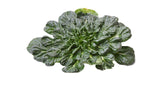 Tatsoi - Net: 125g | Gross: 200g - Gourmet Garden