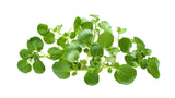 Watercress - Net: 125g | Gross: 200g - Gourmet Garden